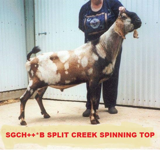 Split Creek Spinning Top-1.jpg