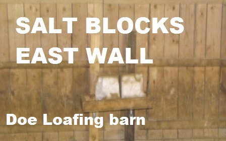 Salt-BLOCKS-doe-loafing-barn-06-21-2014-018.jpg